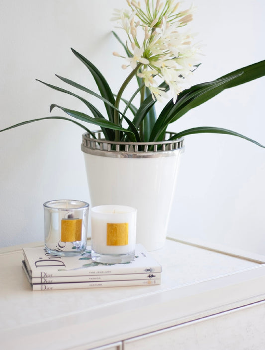 Timeless : Snow Pine | Artic Moss | Black Spruce